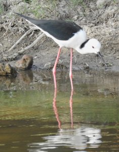 Black-winged Stilt