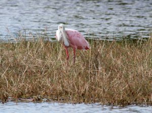 Roseate Spoonbill