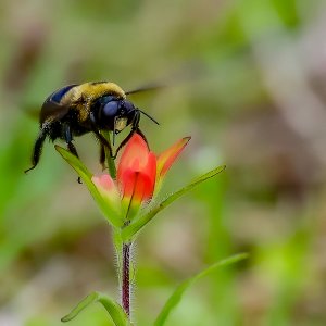 Eastern Carpenter Bee (male)