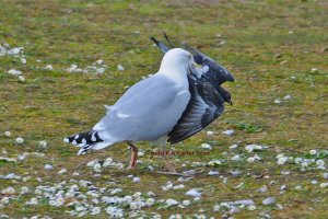 Gull - pigeon fight
