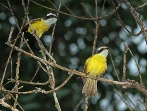 White-bearded Flycatcher