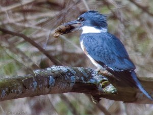 Belted Kingfisher 1