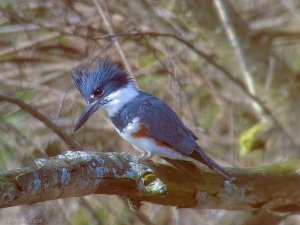 Belted Kingfisher 2