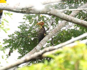 Blonde Crested Woodpecker