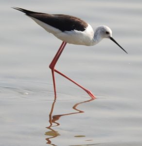 Black-winged Stilt