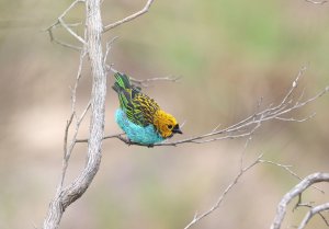 Gilt Edged Tanager