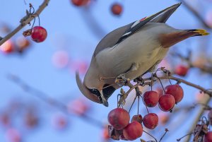 Waxwing