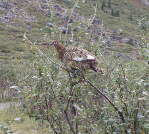 Willow Ptarmigan