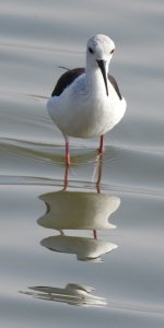 Black-winged Stilt