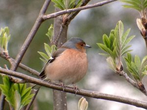 Chaffinch