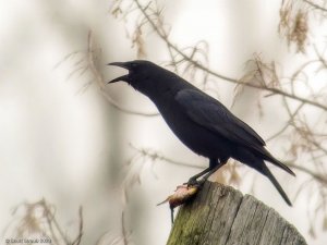 Crow with a stolen catfish