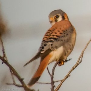 American Kestrel