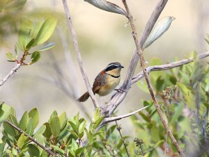 Collared Crescentchest