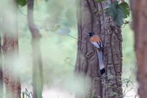 Rufous Treepie