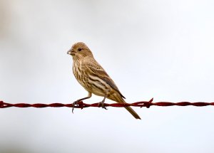 House Finch (female)