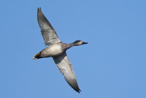 Gadwall