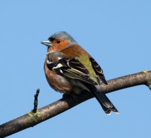 Common Chaffinch