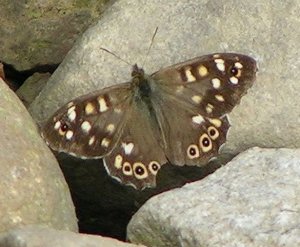 I need a rest! (Speckled wood)