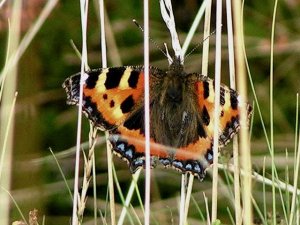 Pretty butterfly