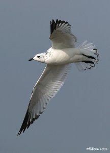 Relict Gull