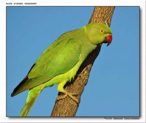 Rose Ringed Parakeet