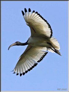 Sacred Ibis