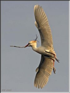 Cattle Egret