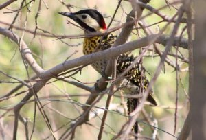 Golden-breasted Woodpecker