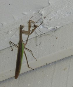 Praying Mantis feeding