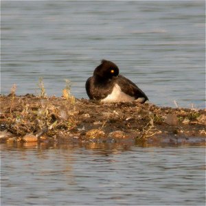 Tufted Duck