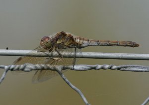 Common Darter on a Wire