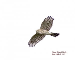 Sharp-shinned Hawk