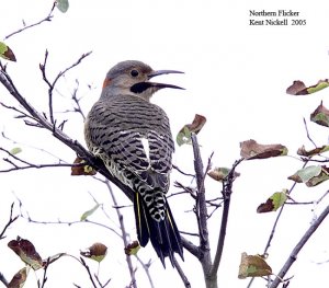 Northern Flicker