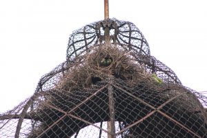 Monk Parakeet Nest