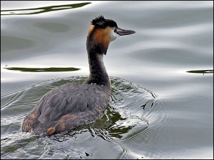 Grt Crested Grebe