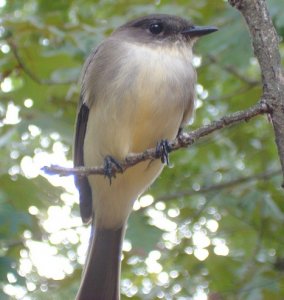 Juvenile Eastern Phoebe