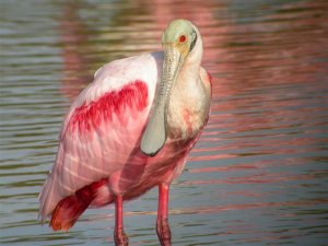 Roseate Spoonbill