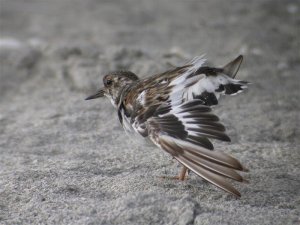 Turnstone