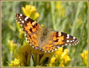 Painted Lady