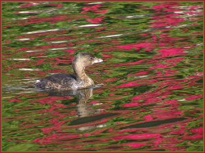 Grebe in Colorful Reflection