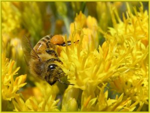 Honey Bee with Pollen Basket