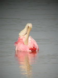 Roseate Spoonbill