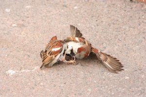 Sparrows fight