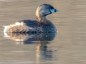 Pied Billed Grebe