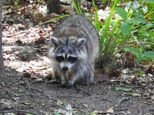 "Scruffy" American Raccoon