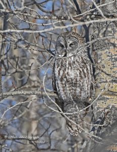 Great Gray Owl