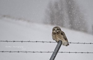 Short-Eared Owl