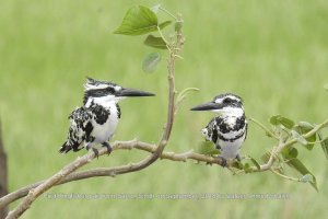 A serene pair of Pied Kingfishers