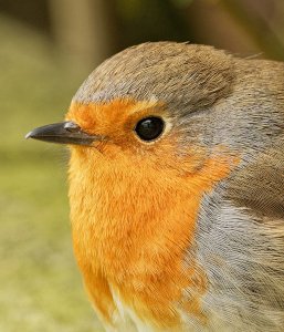 Robin