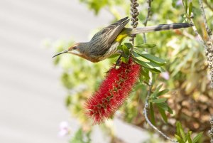 Gurney's Sugarbird